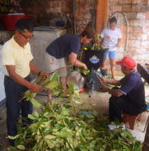 Shredding rosewood leaves and branches