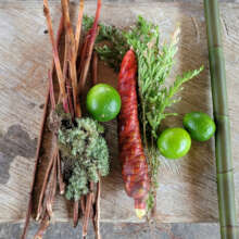 Small group collection of medicinal plants