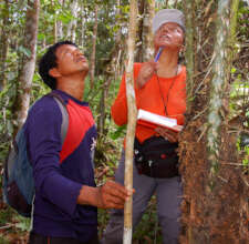 Yully and Beder measuring chambira palm leaves