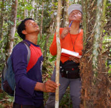 Yully and Beder measuring chambira palm leaves