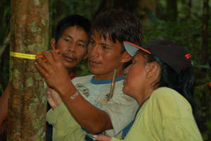 Yully Rojas measuring copal tree with Maijuna team