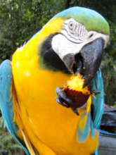 Blue and gold macaw eating aguaje fruit