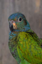 blue headed parrot at Chino
