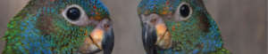 blue headed parrot photo banner
