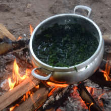 Cooking green dye plant