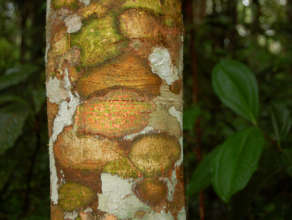 Copal tree with lychen patches in Peru