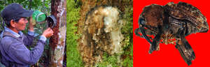 Copal resin montage. Photos by C. Plowden/CACE
