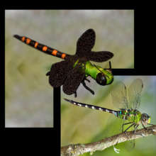 Amazon darner dragonfly and chambira ornament