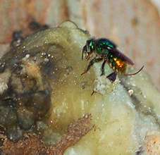 Orchid bee collecting copal resin.  Plowden/CACE