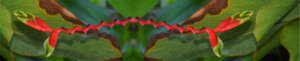 Heliconia flower in the Peruvian Amazon
