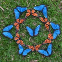 Rings of monarch and morpho butterfly ornaments