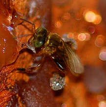 Stingless bee collecting copal resin