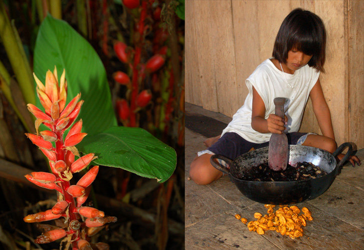 Support native artisans & rainforest in the Amazon