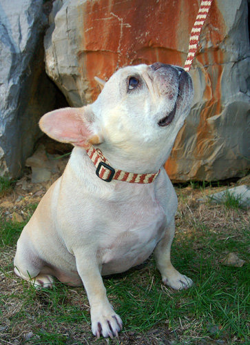 Support native artisans & rainforest in the Amazon