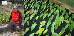 Rosewood tree seedlings bound for Brillo Nuevo