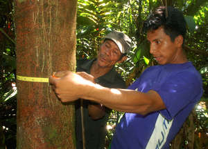 Bora men measuring diameter of copal tree