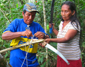 Bora artisan using pruning saw to harvest chambira