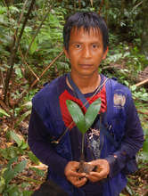 Bora man with chambira palm seedling