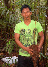 Bora man and rosewood seedling near Brillo Nuevo