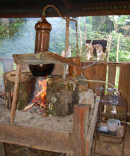 Distilling copal & rosewood to make fragrant oils