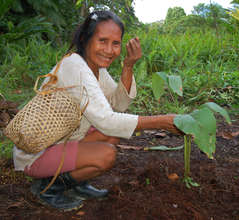 Bora artisan planting guisador in dye plant garden