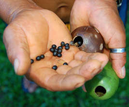 Pouring achira seeds into tutuma ornament