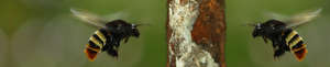 Orchid bee males at copal resin lump