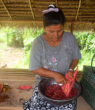 Scraping huacamayo caspi bark for chambira dye