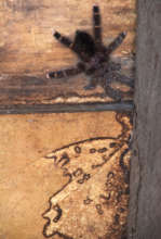 Tarantula and termite tunnels on CACE house wall