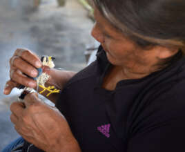 Artisan weaving a kestrel with chambira palm fiber