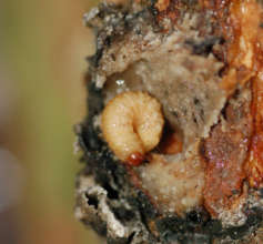Weevil larva in copal resin lump