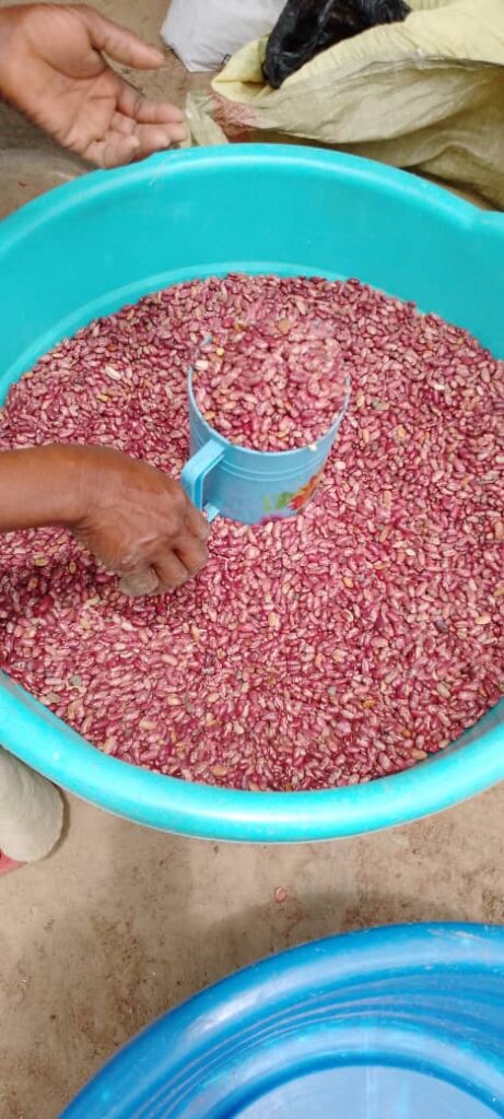 Amoni Project providing beans and maize