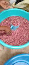 Amoni Project providing beans and maize