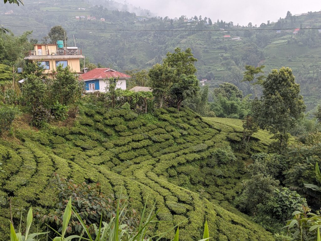 A tea garden in our village