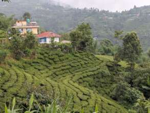 A tea garden in our village