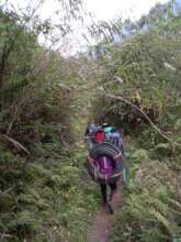 The plumbing supplies are carried to the villages