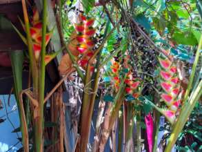 Exotic flora in Kandy