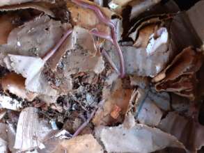 It takes almost 2 weeks to get over being moved