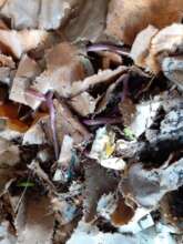 The worms settle in to a new bin