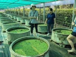 An agae grown as chicken feed and for potting mix