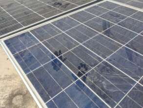 The Langour monkey's paw prints are everywhere!