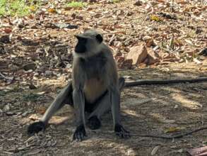 Langour monkey, destructive but tolerated