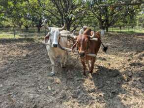 Bullock ploughing