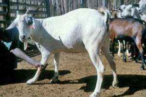 Grazing Goats