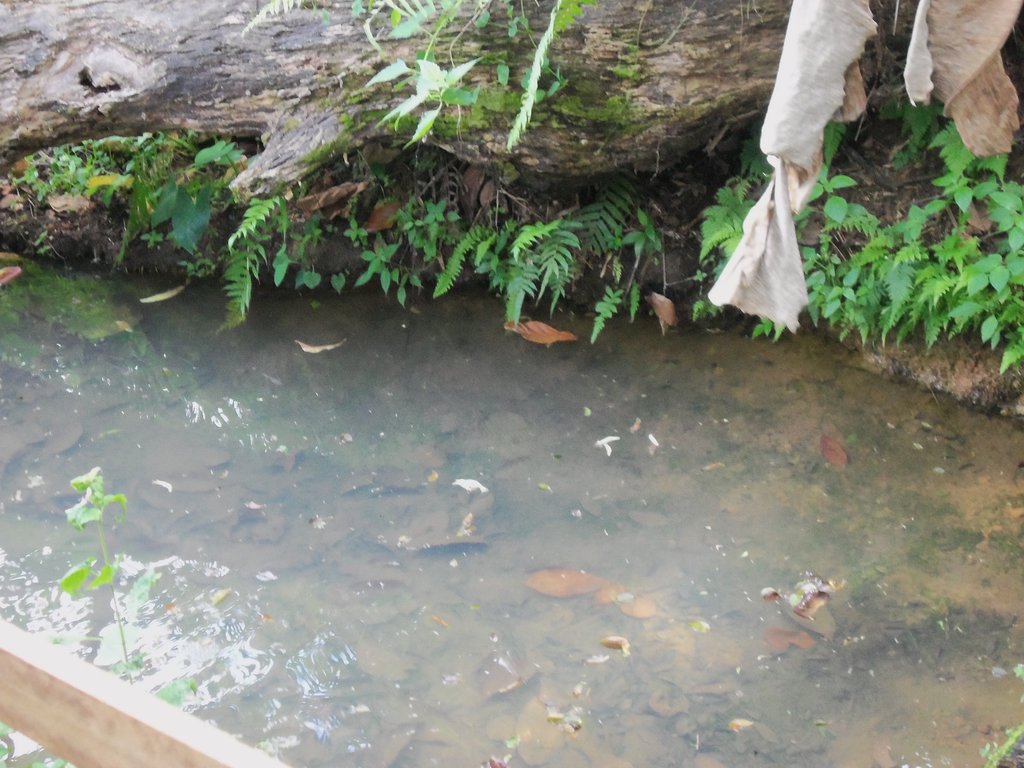 Clean Water Well for a village/school in Cameroon