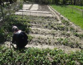 Nooria, GPFA Wholesaler working in the field