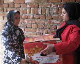 Distributing strawberry runners in recycled boxes