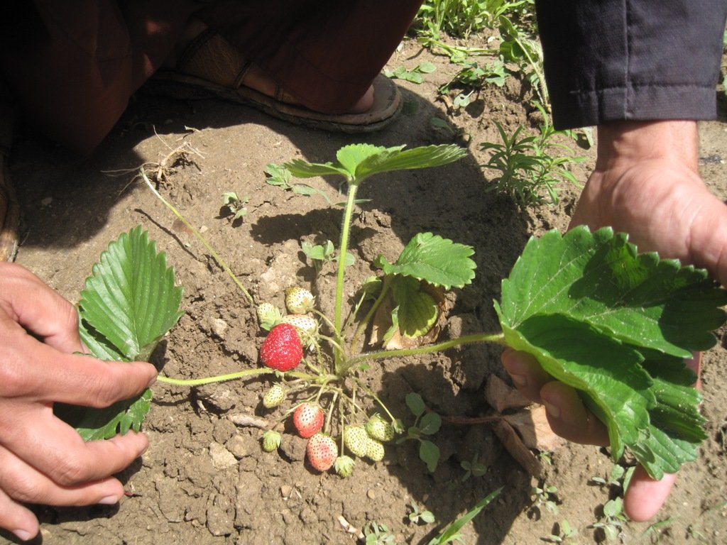 Strawberry Farming for 500 Afghan Women