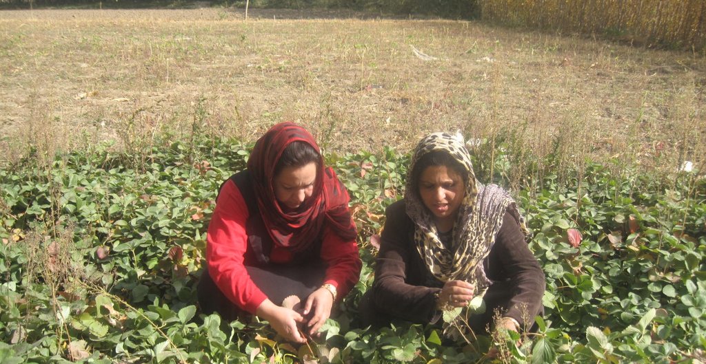 Strawberry Farming for 500 Afghan Women