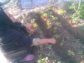 Strawberry garden